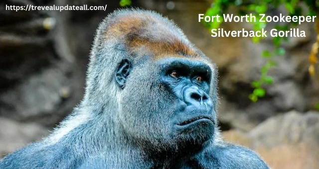 Fort Worth Zookeeper Silverback Gorilla